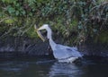 Grey Heron Royalty Free Stock Photo