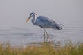 Grey Heron eating Royalty Free Stock Photo