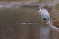 Grey Heron eating a frog Royalty Free Stock Photo