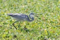 Grey heron eating snail