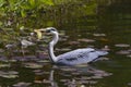 Grey heron feeding