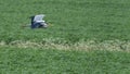 Grey Heron in fight over rural meadow Royalty Free Stock Photo