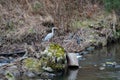 A grey heron fishes by a UK river with industrial building remains and black plastic bags pollution