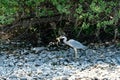 A Grey Heron fishing on the banks of the river Eamont Royalty Free Stock Photo
