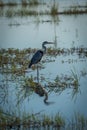 Grey heron fishing in river with plants Royalty Free Stock Photo