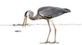 Grey Heron fishing at the surface of the water, Royalty Free Stock Photo