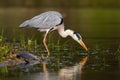 Grey heron fishing in water in summertime nature from side