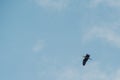 Grey heron flies south against blue sky