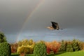 A grey heron flies up to a rainbow in autumn Royalty Free Stock Photo
