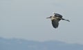 Grey Heron in flight Royalty Free Stock Photo