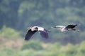 Grey heron in flight Royalty Free Stock Photo