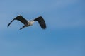 Grey Heron in flight Royalty Free Stock Photo