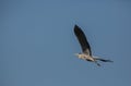 Grey Heron in flight Royalty Free Stock Photo