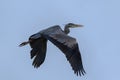 Grey heron in flight