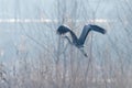 Grey Heron in flight Ardea cinerea morning mist Royalty Free Stock Photo