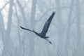 Grey Heron in flight Ardea cinerea morning mist Royalty Free Stock Photo