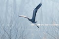 Grey Heron in flight Ardea cinerea morning mist Royalty Free Stock Photo