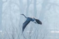 Grey Heron in flight  Ardea cinerea morning mist Royalty Free Stock Photo