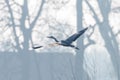 Grey Heron in flight  Ardea cinerea morning mist Royalty Free Stock Photo