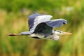 Grey Heron Flight ardea herodias Grey Headed Heron Flying Royalty Free Stock Photo