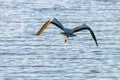 Grey Heron Flight ardea herodias Grey Headed Heron Flying Royalty Free Stock Photo