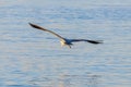 Grey Heron Flight ardea herodias Grey Headed Heron Flying Royalty Free Stock Photo