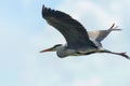 Grey Heron Flight ardea herodias Grey Headed Heron Flying Royalty Free Stock Photo