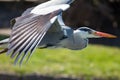 Grey Heron in Flight. Beautiful wild wading bird flying in close Royalty Free Stock Photo