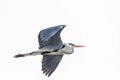 A Grey Heron in flight Royalty Free Stock Photo