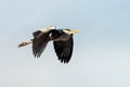 Grey heron in the flight