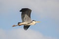 Grey heron in the flight