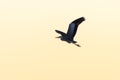 Grey Heron in flight Royalty Free Stock Photo