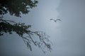 Grey Heron flight in a misty morning Royalty Free Stock Photo