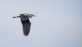 Grey Heron in flight over a cloudy sky Royalty Free Stock Photo