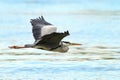 Grey heron in flight over Danube rive Royalty Free Stock Photo