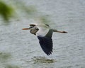 Grey heron in flight over a lake Royalty Free Stock Photo