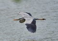 Grey heron in flight over a lake Royalty Free Stock Photo