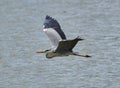 Grey heron in flight over a lake Royalty Free Stock Photo