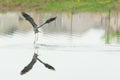 Grey Heron Royalty Free Stock Photo
