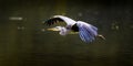 Grey Heron In Flight (side view)