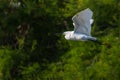 A grey heron in flight with vegetation in background