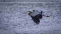 Grey Heron In Flight Royalty Free Stock Photo