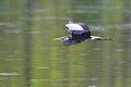 Grey heron Royalty Free Stock Photo