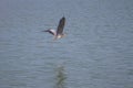 Grey heron fly over lake Royalty Free Stock Photo