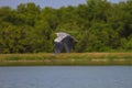 Grey heron fly over lake Royalty Free Stock Photo