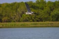 Grey heron fly over lake Royalty Free Stock Photo
