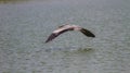 Grey heron fly over lake Royalty Free Stock Photo