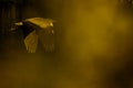 Grey heron flying above misty lake. Royalty Free Stock Photo