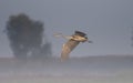 Grey heron flying in morning Royalty Free Stock Photo