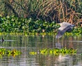 A Grey Heron Royalty Free Stock Photo